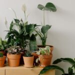 Menambahkan Kehidupan Baru Melalui Tanaman di Dalam Ruangan