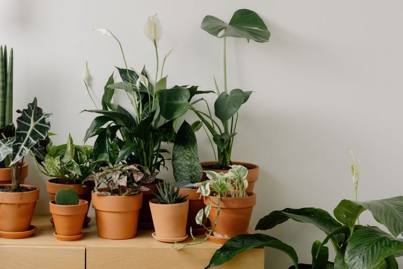 Menambahkan Kehidupan Baru Melalui Tanaman di Dalam Ruangan